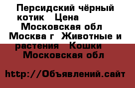 Персидский чёрный котик › Цена ­ 7 000 - Московская обл., Москва г. Животные и растения » Кошки   . Московская обл.